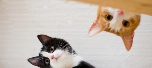 北斗导航 松鼠有“失忆症”?15个关于动物的冷知识,真实存在且很有趣!