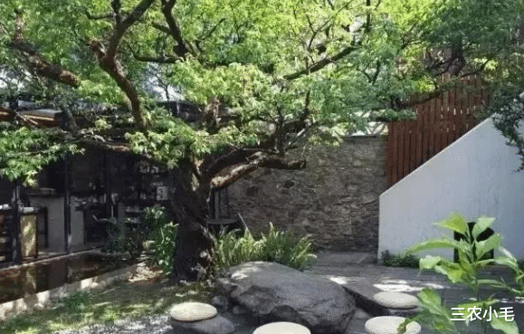 三农小毛 院子里长出5种草,不管多好看,看到了就铲除,留下是“祸害”