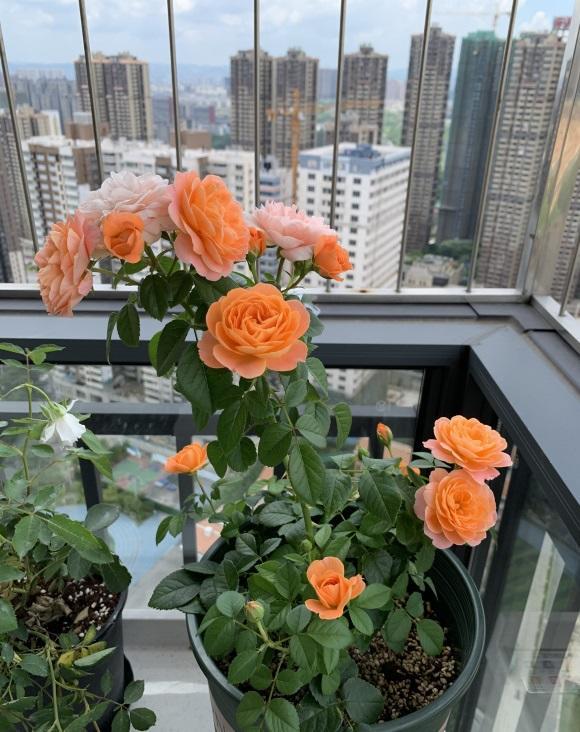 向阳园艺|秋天的月季,要多施肥,多浇水,水肥充足,抽枝速度更快!