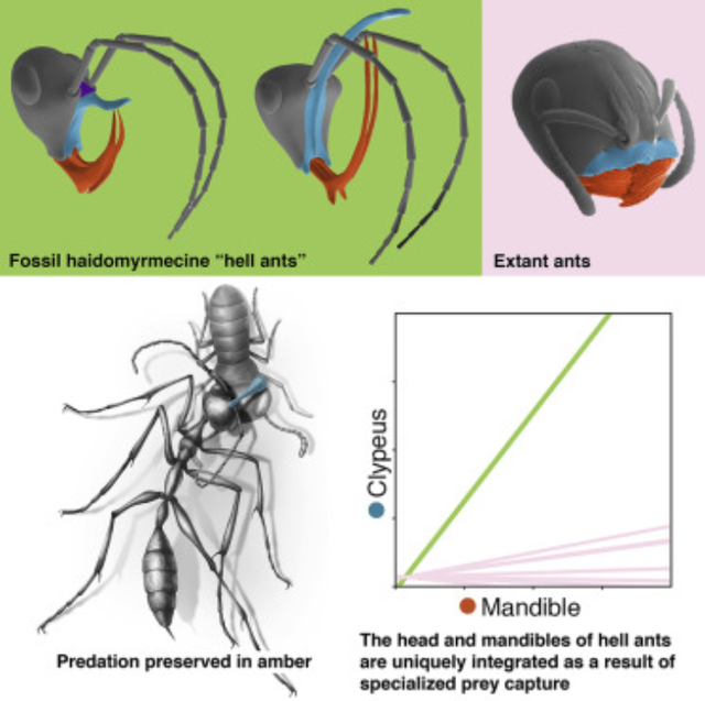 科学家 科学家发现“史前蚂蚁”，被困了9900万年，咬食猎物被定格至今