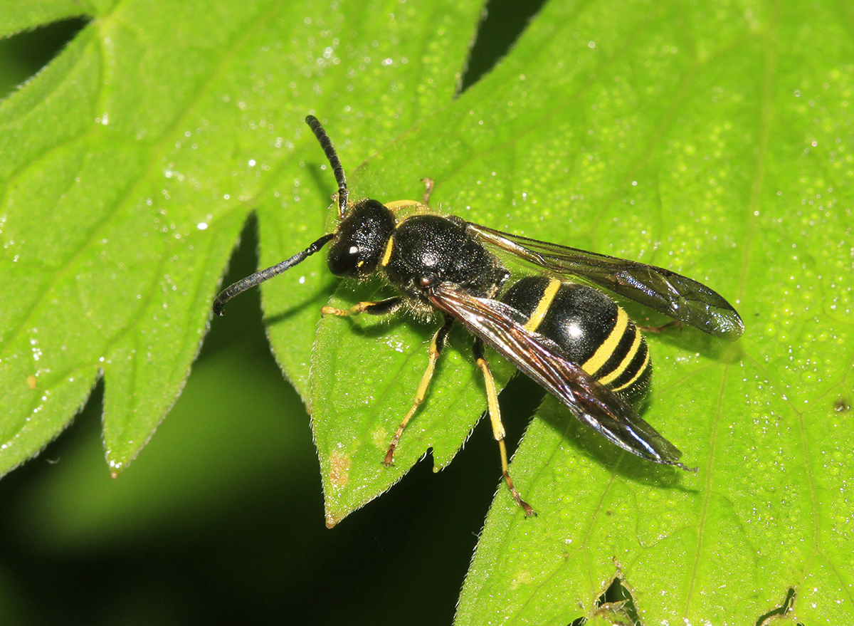 小行星 硬碰硬打不过，蜜蜂就没办法对付胡蜂了吗？于是它们想到了用粪便