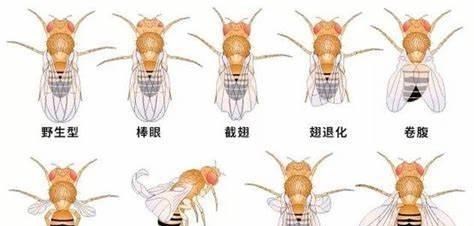 家有二宝育儿|322支！武汉海关查获果蝇卵，部分将羽化为成虫 揭秘果蝇潜在威胁