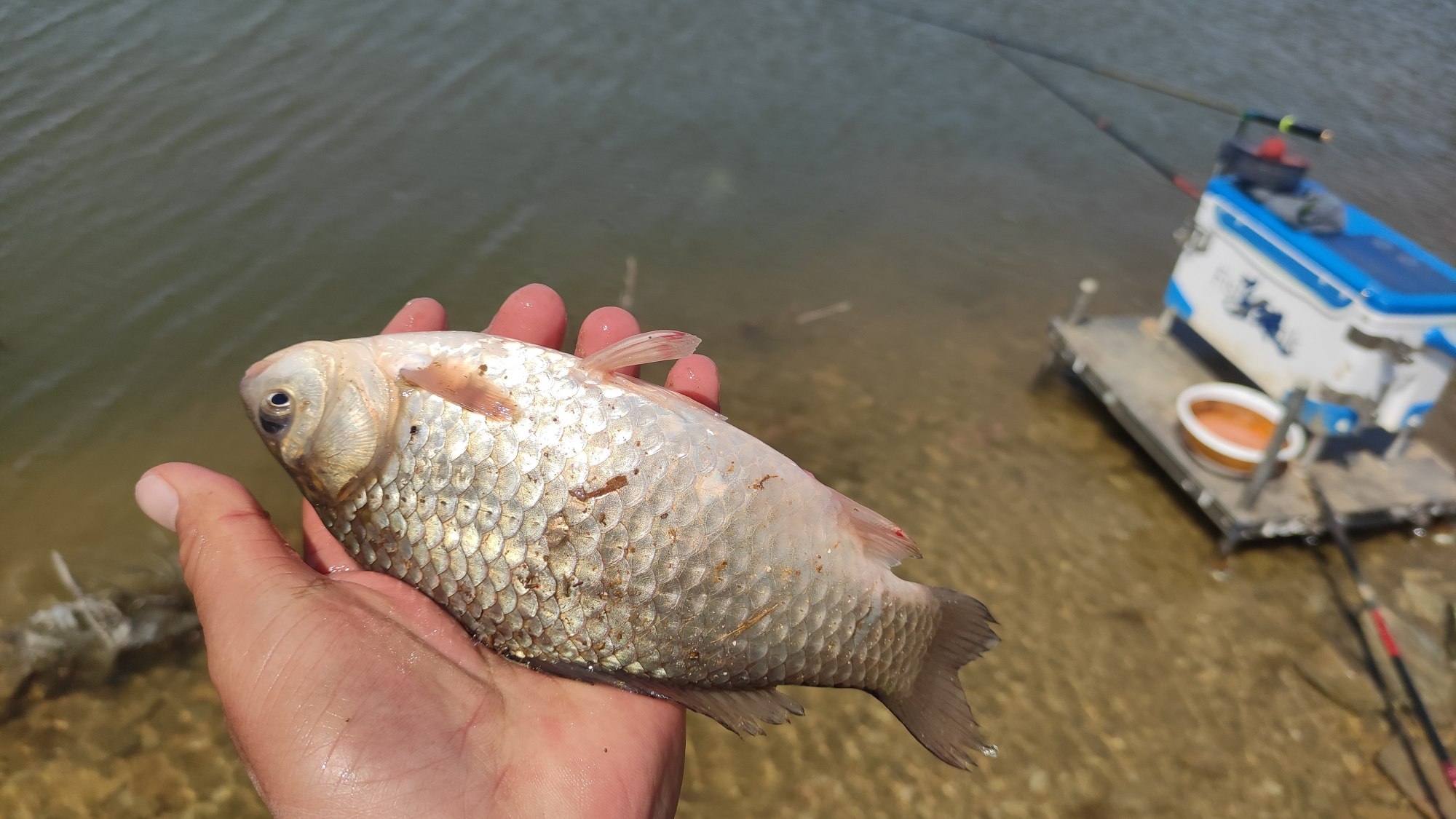 |最近鱼口不佳的原因找到了,只需调整这两点,大鲫鱼排队咬钩。