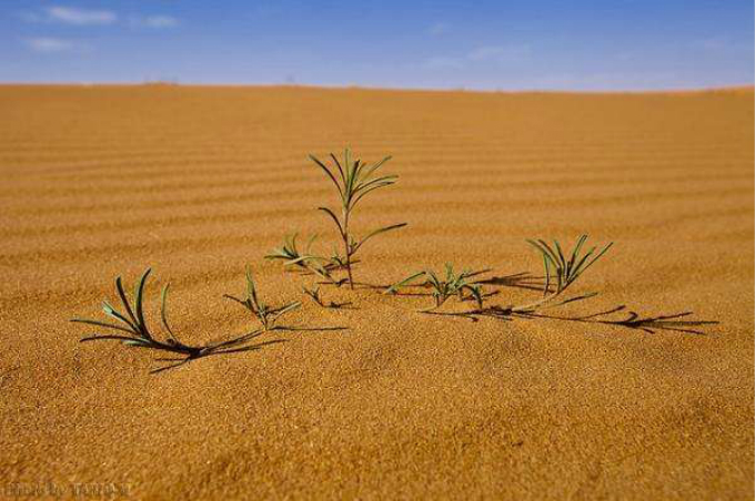 仙人掌 沙漠里的它能活200岁，长到15米，你认识吗？