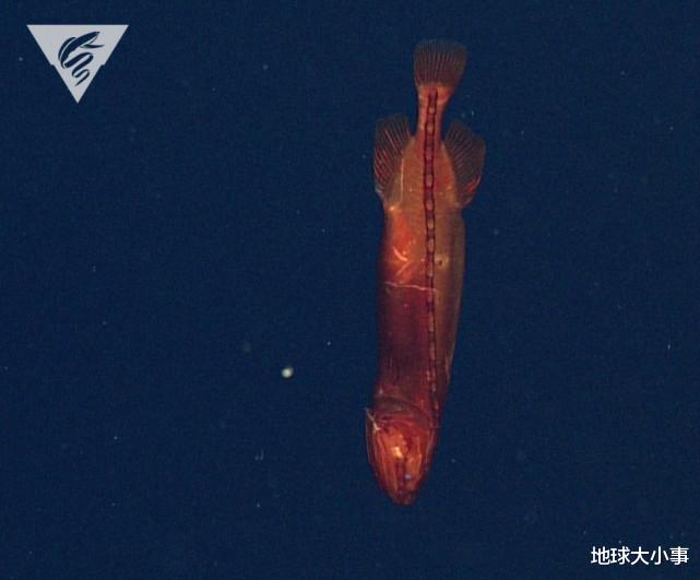 陆丰 加州深海发现“亮橙色神秘鱼”，30多年只看过18条