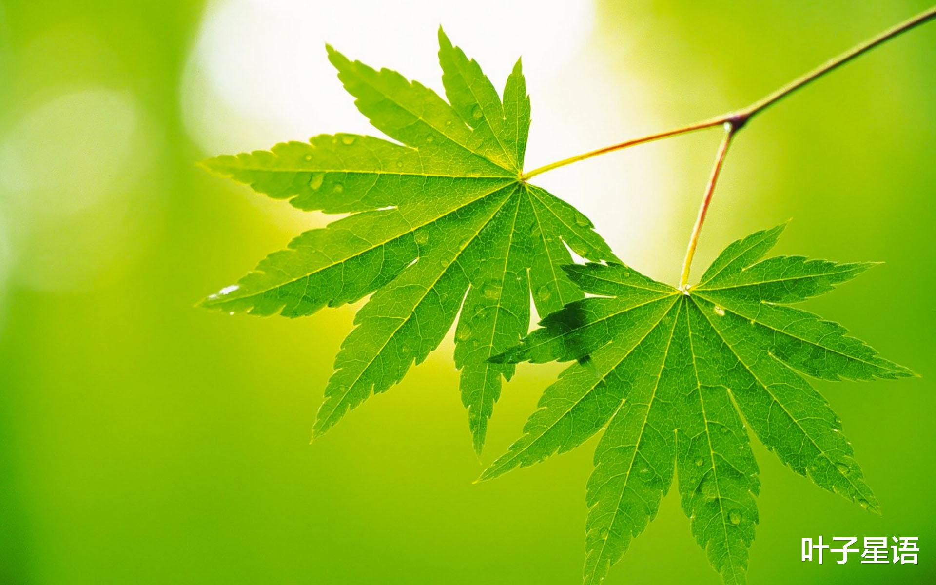 清明节|清明节后，事业上升很快的星座，野心勃勃，有望成功