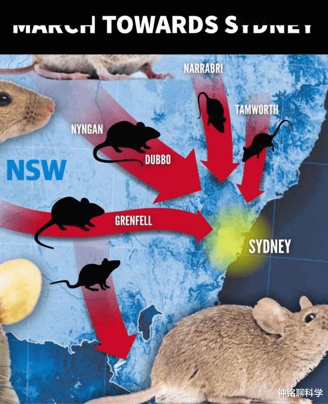 澳大利亞爆發40年來最嚴重鼠災，為啥引進蛇、貓、黃鼠狼都不行？-圖5