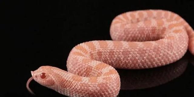 科学家 为什么蛇会用肚子行走？科学家：在进化时不小心出了一个“乌龙”