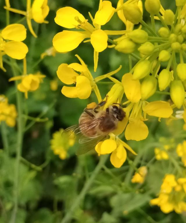 月球 把老蜂王关起来新蜂王出台了怎么分蜂？