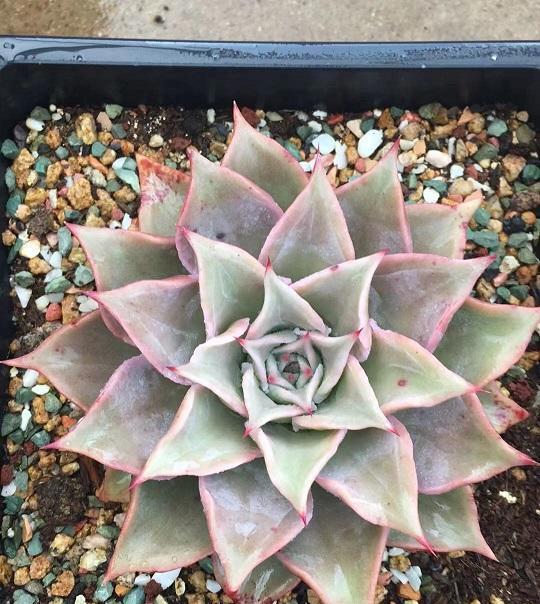 说说家装那点事儿|一盆饺子皮80块？这品相，这大小，典型骗新手，买多肉瞪大眼睛