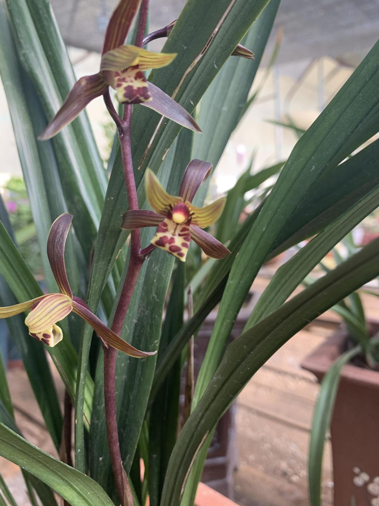 向阳园艺 秋天最适合养兰花，换换植料，新芽长的快，很快就开花