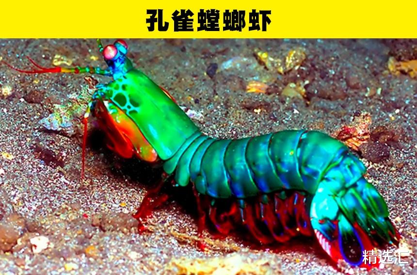 外星人 长相奇特，容易让人联想到外星人的7种动物