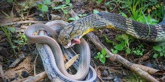 蟒蛇 眼镜蛇吞下蟒蛇？“蛇吞蛇”事件发生，为什么毒蛇攻击能力这么差