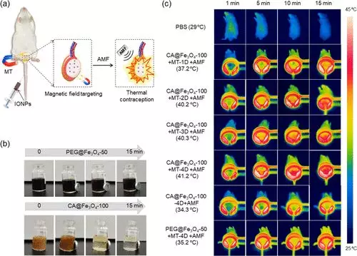 免疫细胞 再见了，避孕套！南通大学科学家开发出“磁控避孕”新技术！一次能管一个月，轻松无负担！