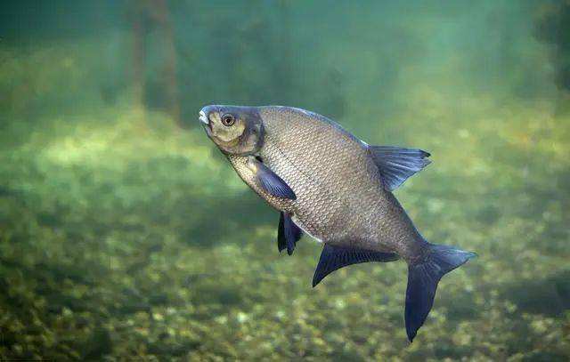 范振钰|观察水色，判断鱼情，就是从这句口诀学会的