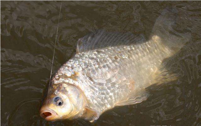 |冬季钓鱼要找准鱼情节奏，停口就是很直观的信号，别再做无谓调整