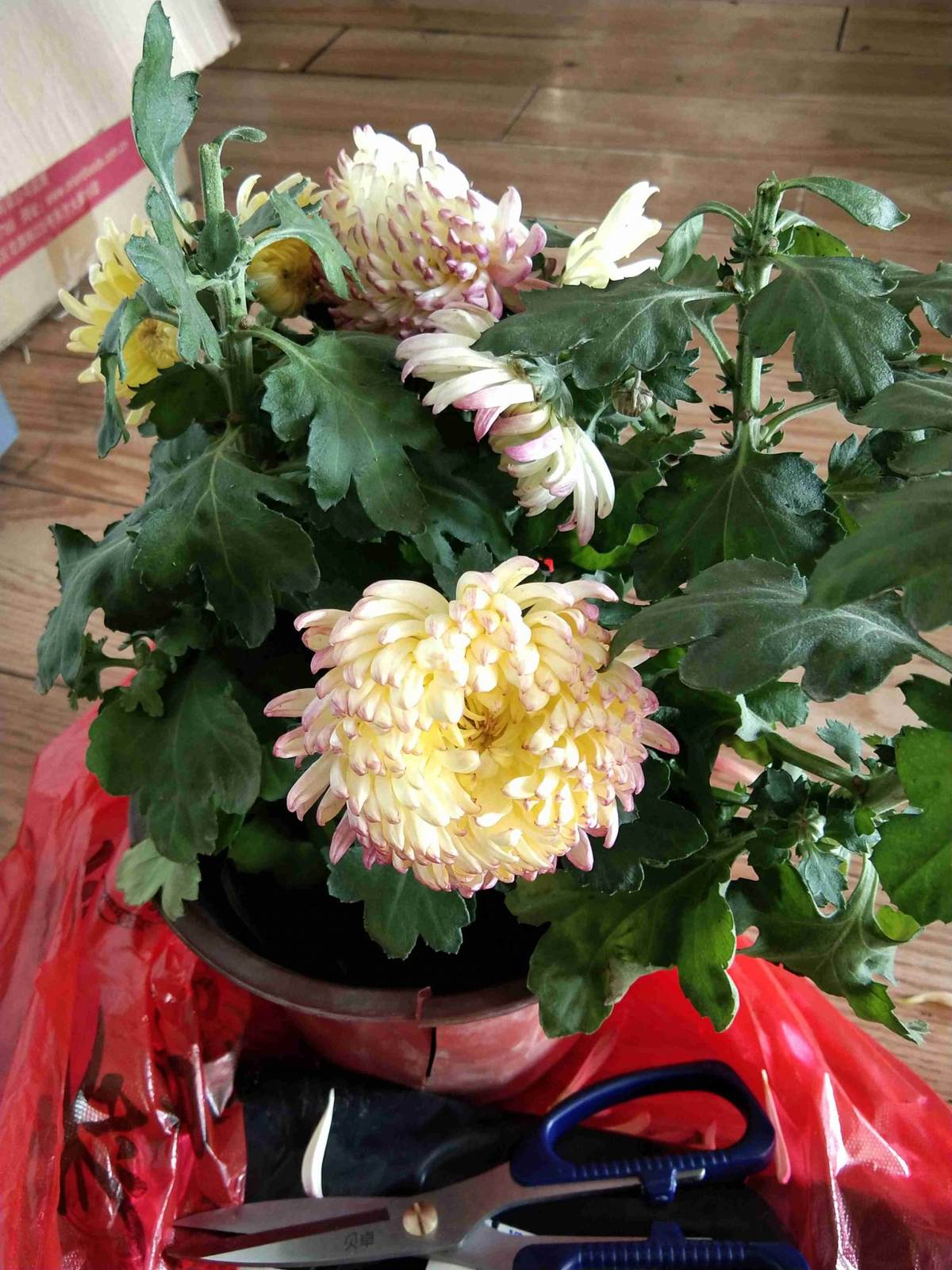 花百科 菊花秋冬季节“回光返照”，是好事还是坏事，每日一答环节开启