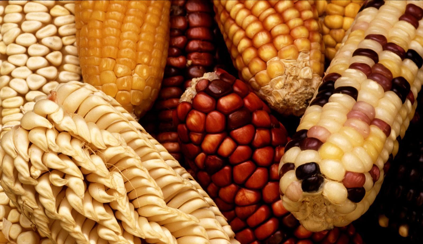  “转基因”到底是好是坏？为何有人支持，而有人却反对