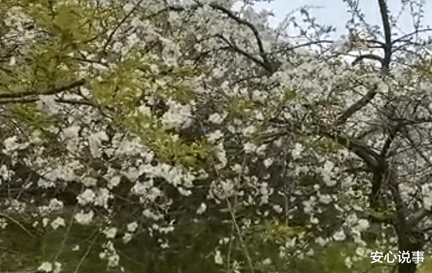 安心说事 武大女生做樱花瓶寄校友,弥补去年错过樱花季的遗憾