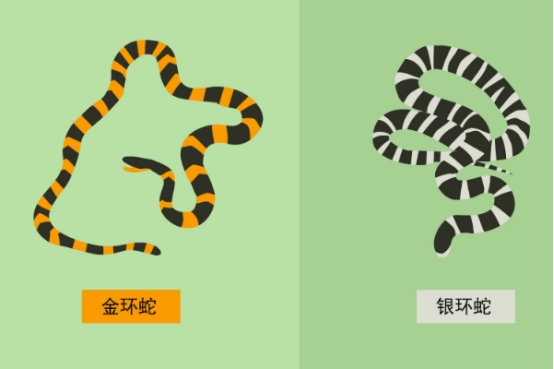 银环蛇 金环蛇实力如何？为何很少被人提起？和它弟弟银环蛇相比谁更厉害