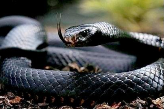 撒哈拉沙漠|这不是黑曼巴蛇，黑曼巴究竟长什么样？纯黑色的又是什么蛇？