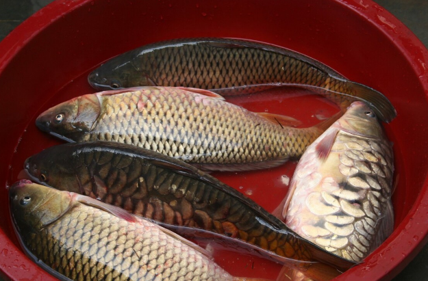 大板|湖南长江禁渔颁布最严禁渔令, 明年起施行, 一起来看严在哪有多严!