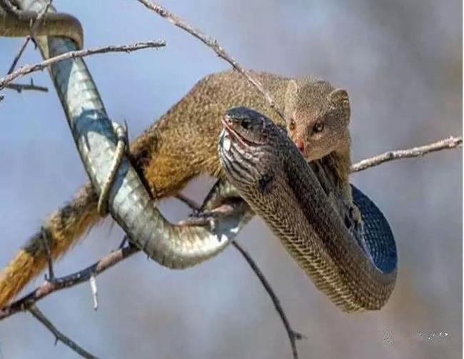 毒蛇 最会玩蛇的蛇獴:一定要玩一会儿,才开始吃蛇!