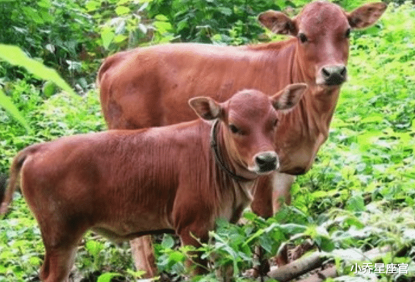 小乔星座官|9月5-9月16日，属牛、属兔、属猪顺势提点，重返巅峰，事业掌握全局