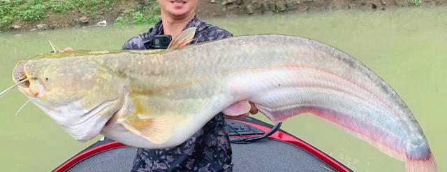 珠江|珠江钓起来的鱼,鱼身少了一截,什么东西咬的?