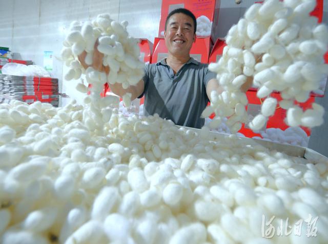 河北新闻网 河北临城：种桑养蚕助农致富