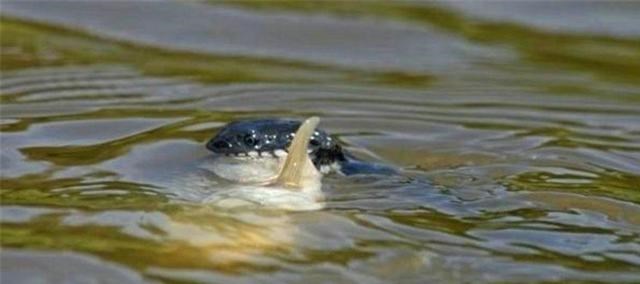 童书小窝|广州小伙因钓鱼太投入,浑然不觉被蛇咬,脚背血流不止,毒蛇?