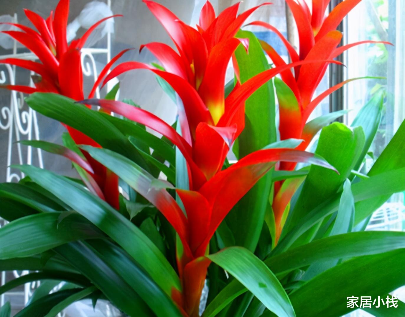 家居小栈|建议中老年花友:养花就养这4种,寓意是真的好