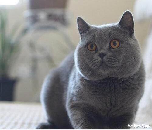 |蓝猫太肥了怎么减肥？