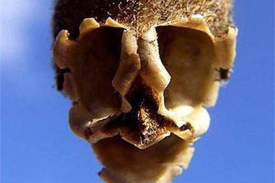 世界上最令人吃惊的10种奇花异草，你见过哪些呢！