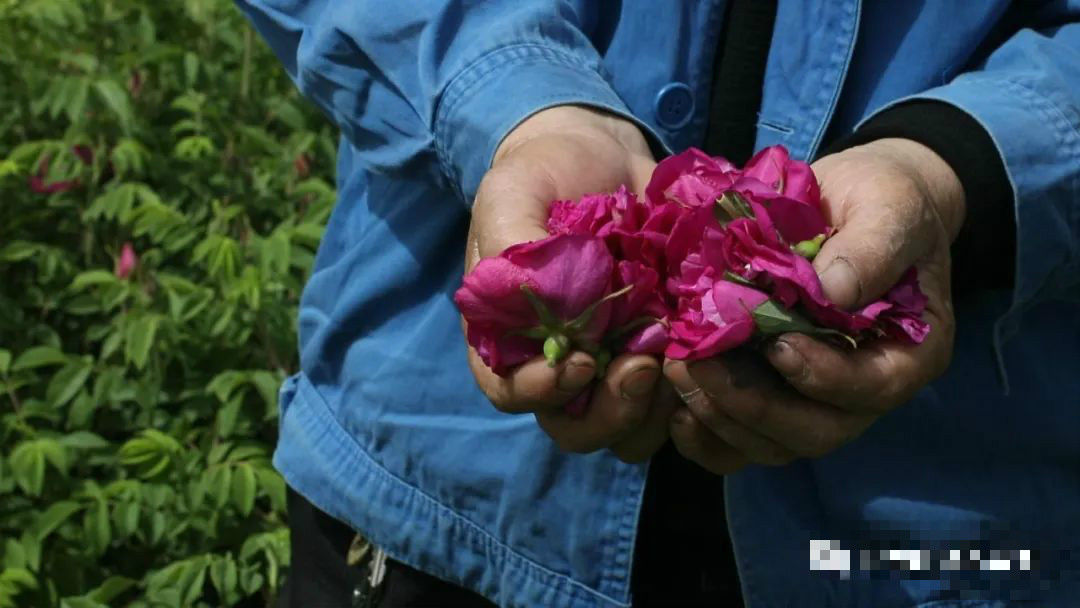 任泽区快报 任泽区一大波玫瑰即将盛放，邀您共享“玫”好时光！