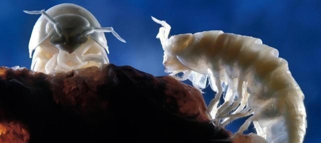 科学家 科学家进入550万年前的洞穴，发现“外星世界”，打破了生命认知