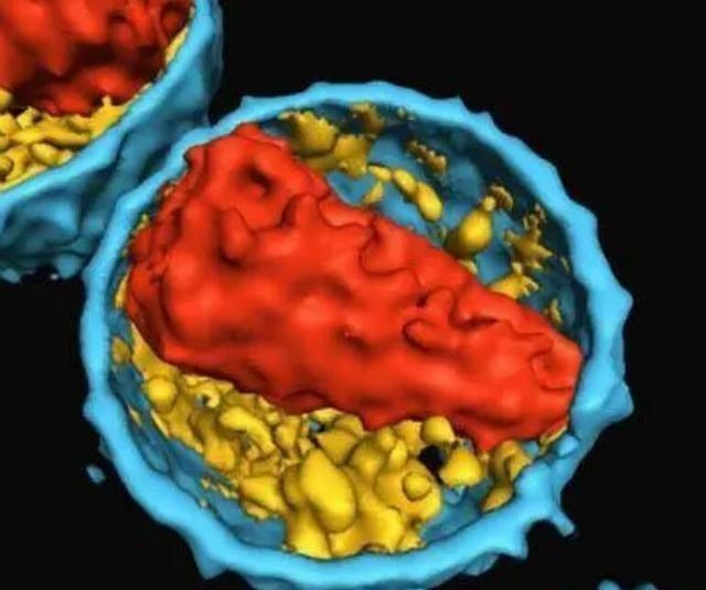 微生物 病毒与人类进化：病毒把人类搞死了，自己也死了，目的何在？