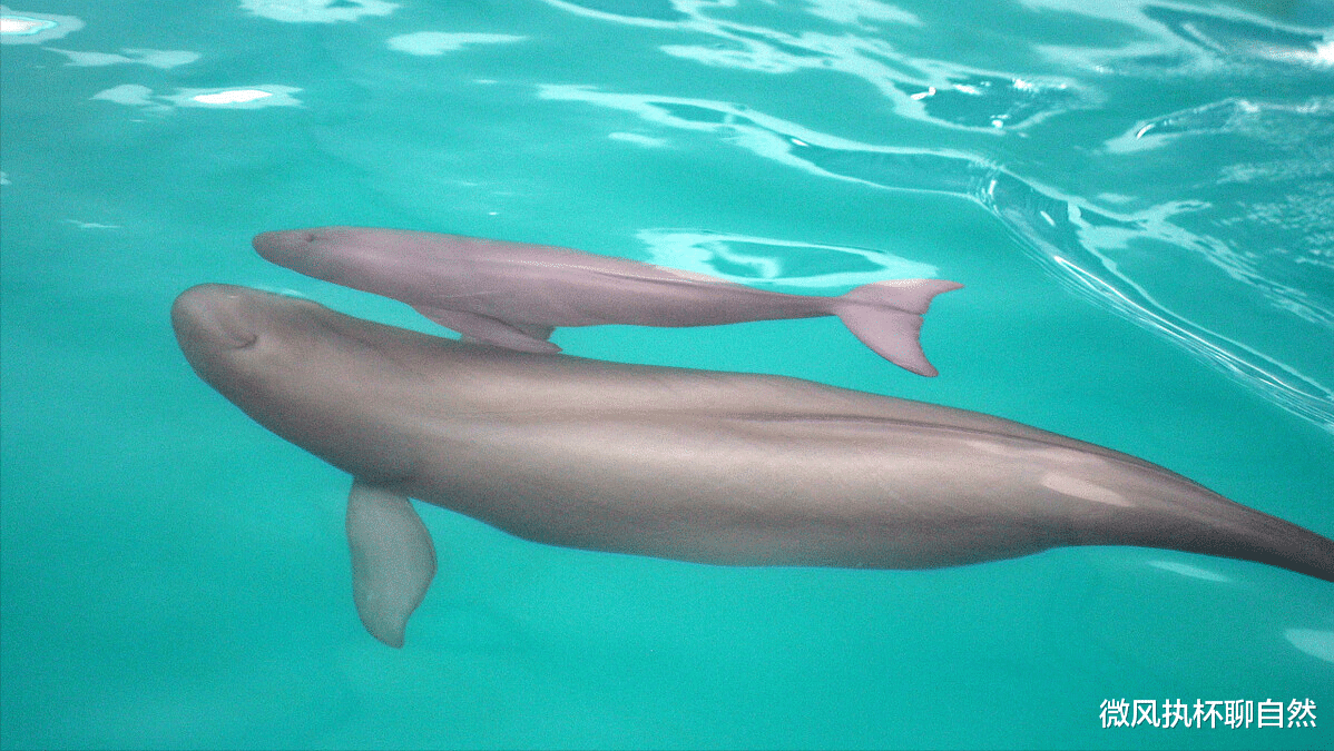 海豚 面临灭绝危机的八种动物，数量都不足千只，它们还有机会恢复吗？