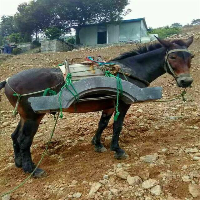 基因 鹅与鸭杂交后的生物可以繁衍？已做了研究，这可能将是致富之路