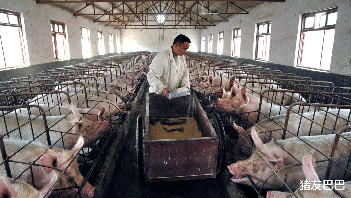 生猪价格 4月25日，猪价“咸鱼翻身”，涨势向南传导，会不会涨至15元/斤？