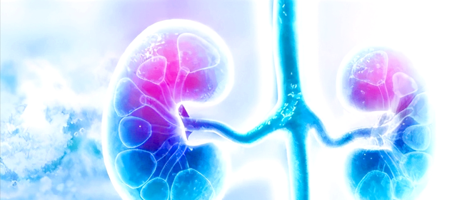 诗采春 肾功能受损，有哪些症状？如何判断一个男人肾好不好？