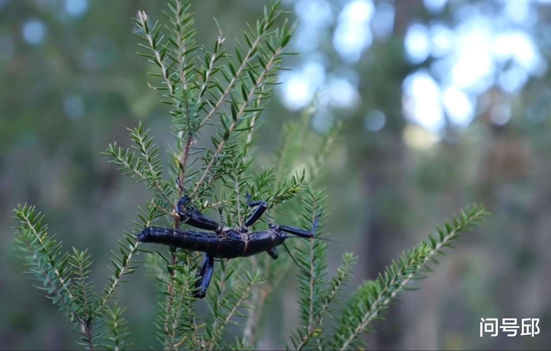  澳洲“陆地龙虾”由被误认为灭绝再到重新发现，堪称物种的奇迹