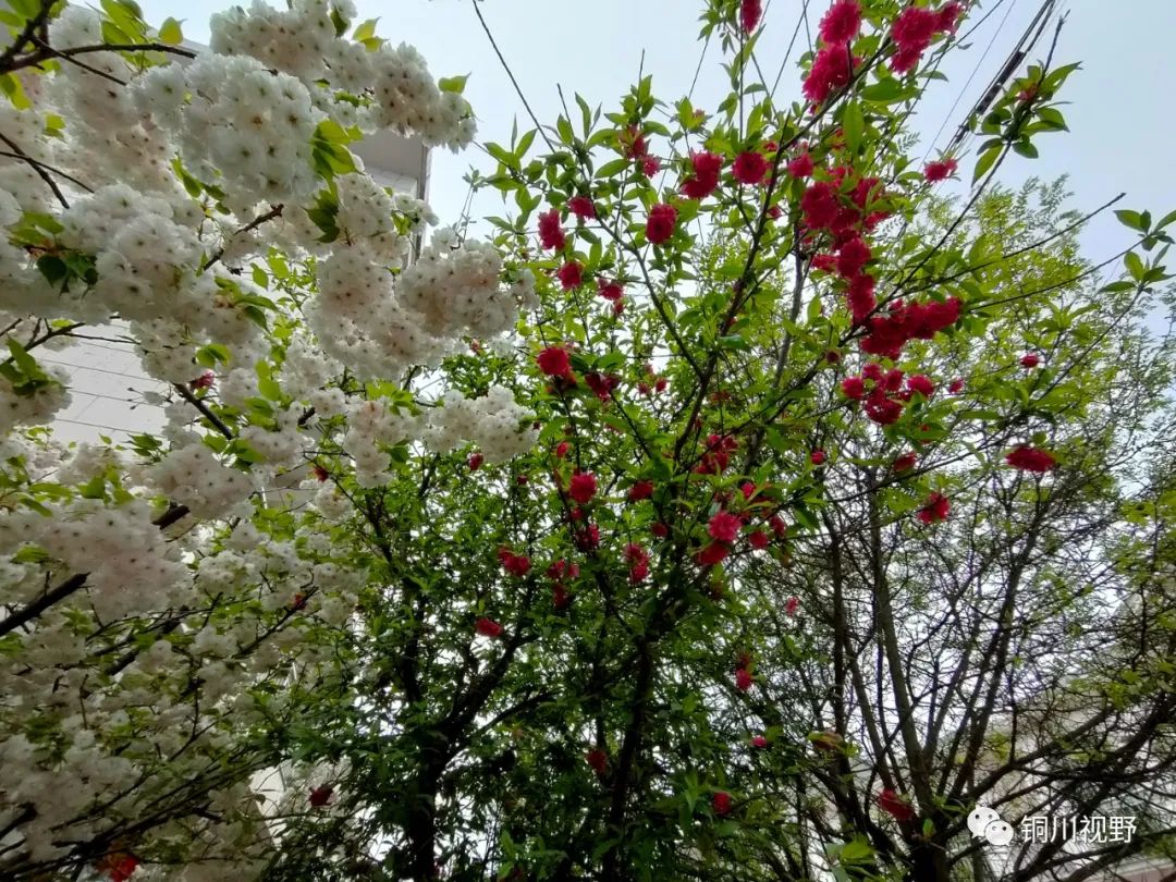 铜川周春辉 春天到了，万物复苏，鄠邑区后寨村的美景