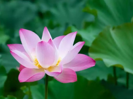 星临天下|7月份开始，鸿运当头，4属相横财大发，富贵不愁，心想事成