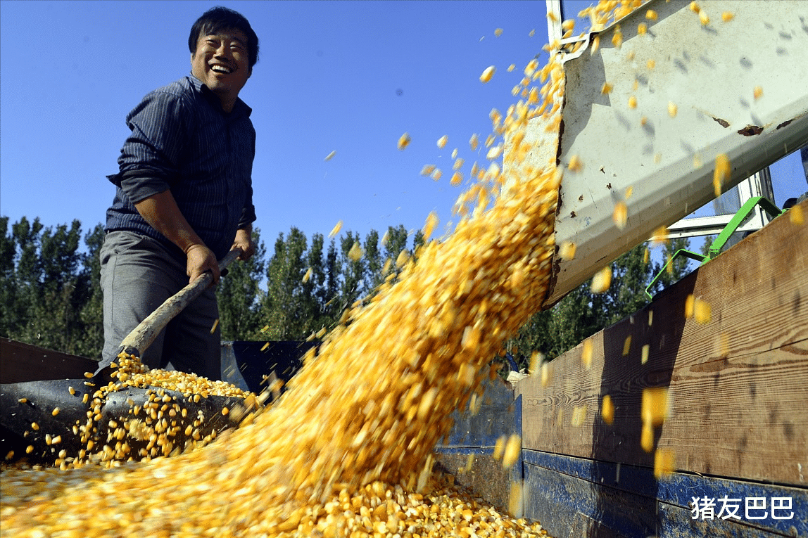  猪价、粮价预警：4月30日，生猪、玉米价格已更新，后市如何？