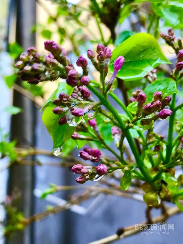 哈尔滨新闻网 你好啊，这花花世界｜今天最高气温近20℃