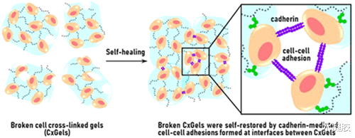 acs macro letters 《ACS Macro Letters》基于钙粘蛋白介导的自愈水凝胶