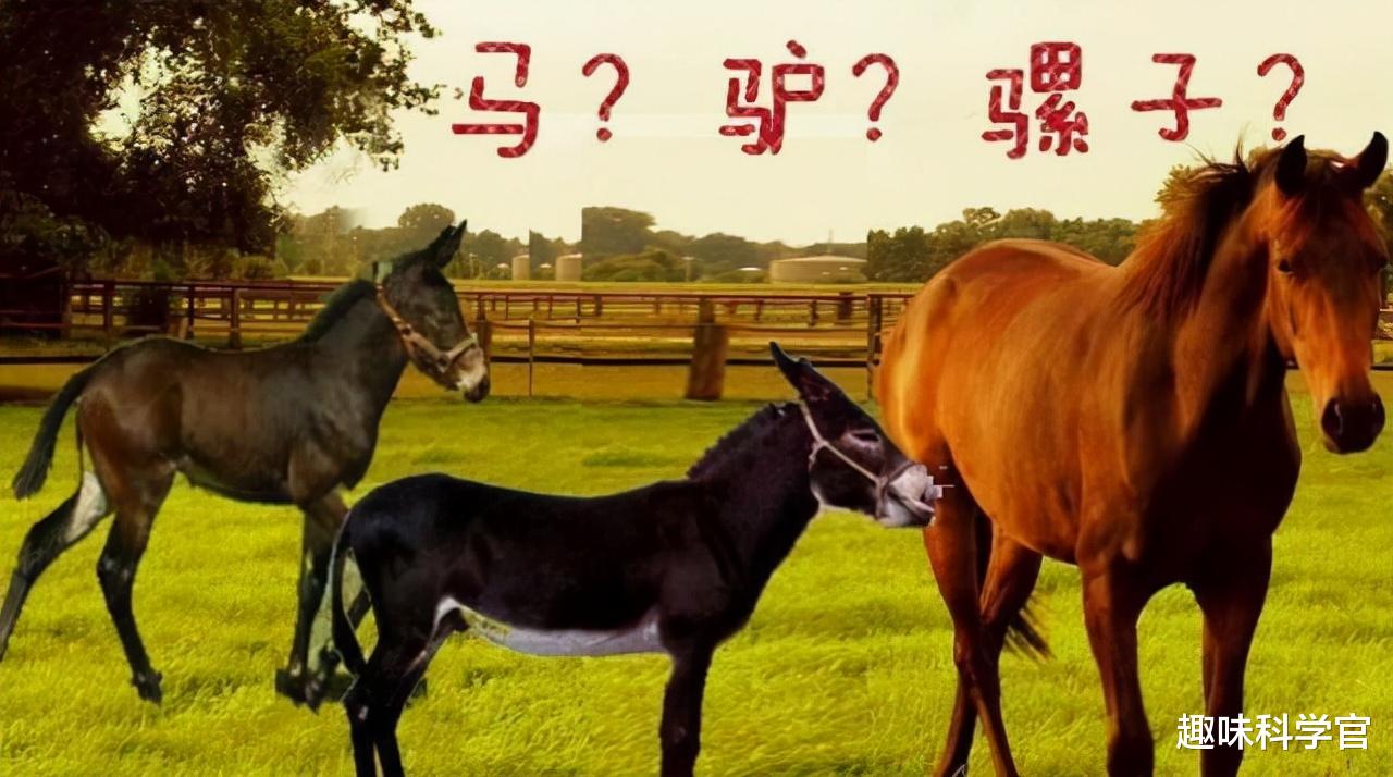 后代 为何骡子无法繁育后代？原来是“马和驴”惹的祸，可把骡子害惨了