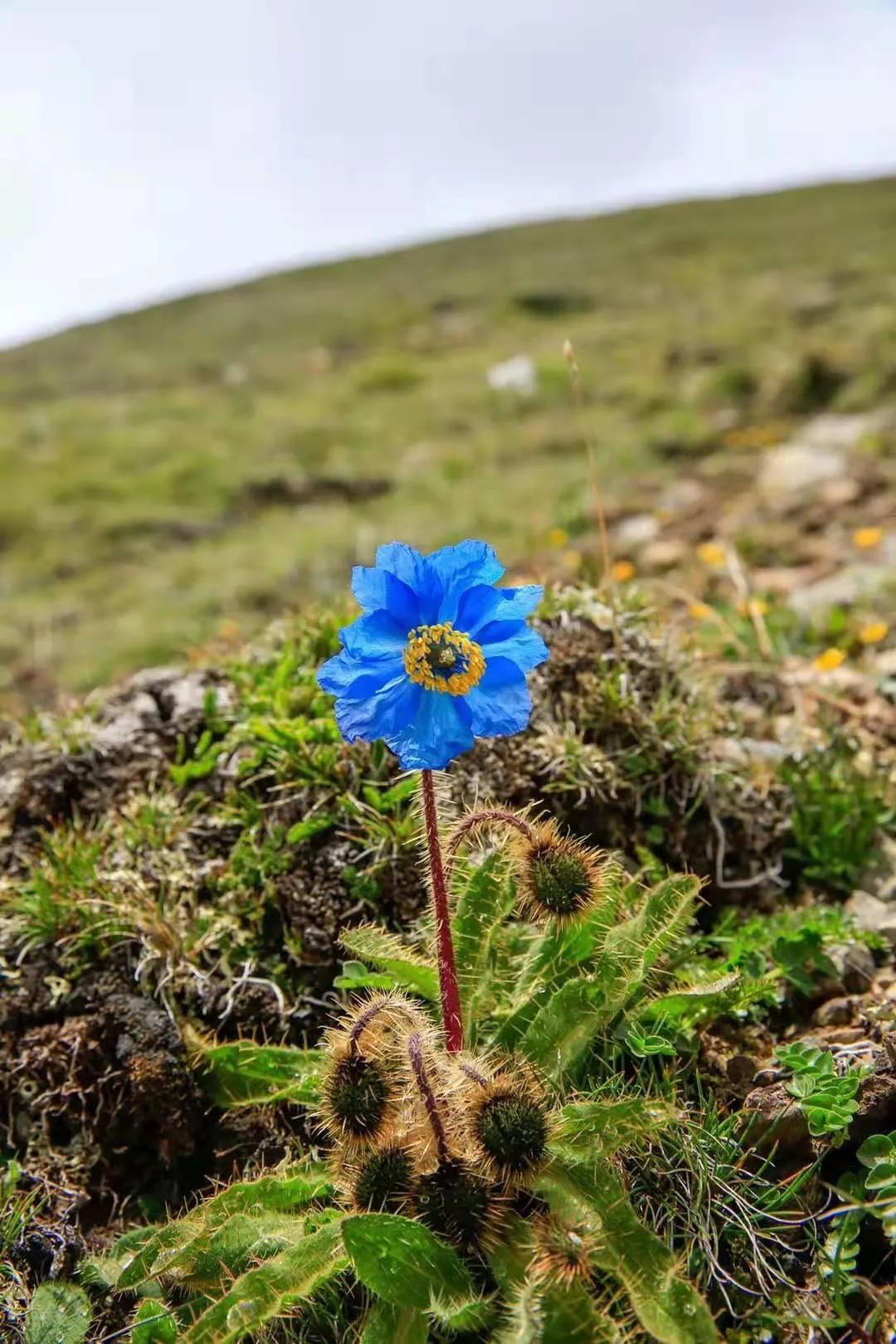 塘栖古镇 收下这份赏花图鉴，走进西藏初夏的梦境