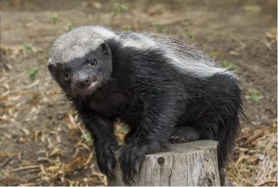 蜜獾 世界顶级捕食者非洲岩蟒,连人类都是它的盘中餐,唯独怕一种生物